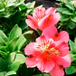 Alstroemeria - Miniatura 15