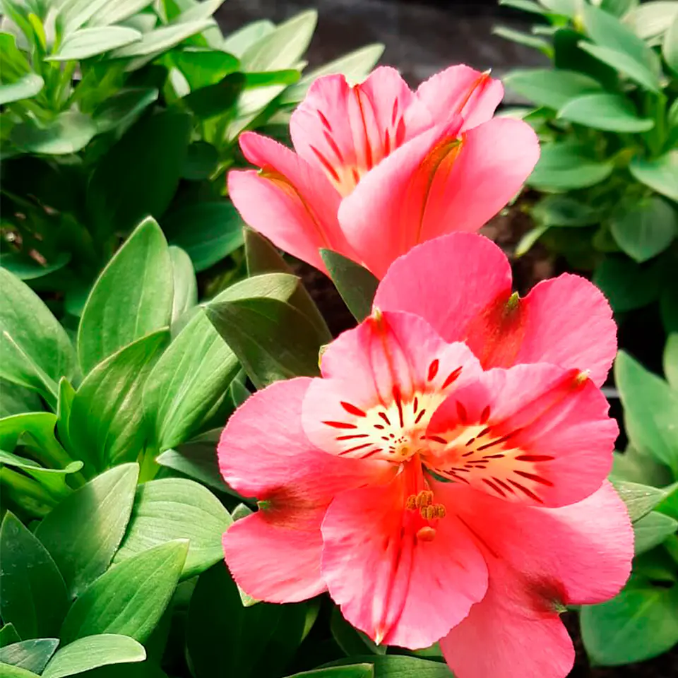 Alstroemeria 15