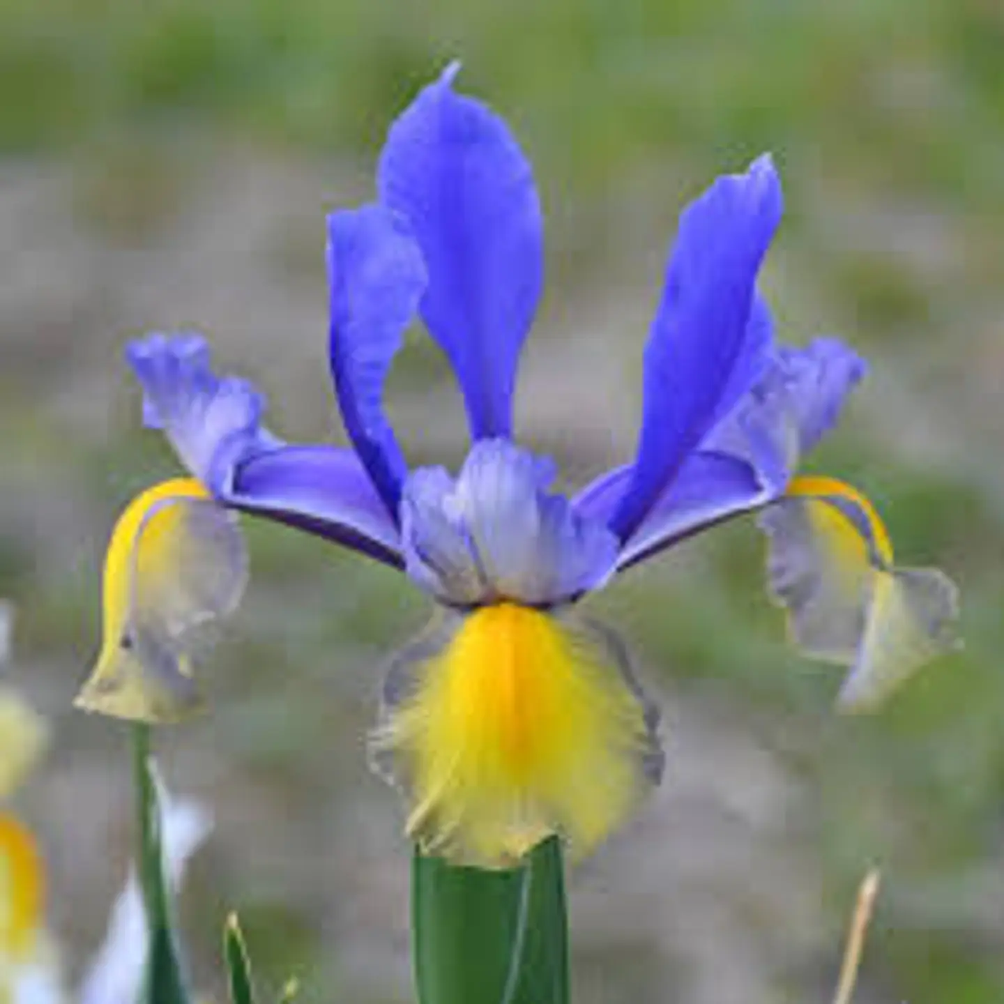 Iris Hollandica Miss Saigon 1