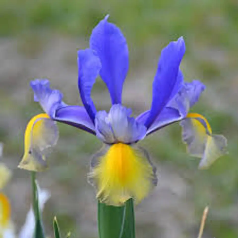 Iris Hollandica Miss Saigon 1