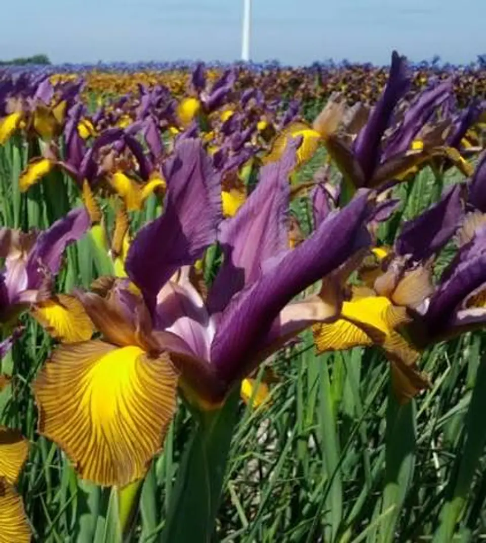 Iris Hollandica Picasso 1