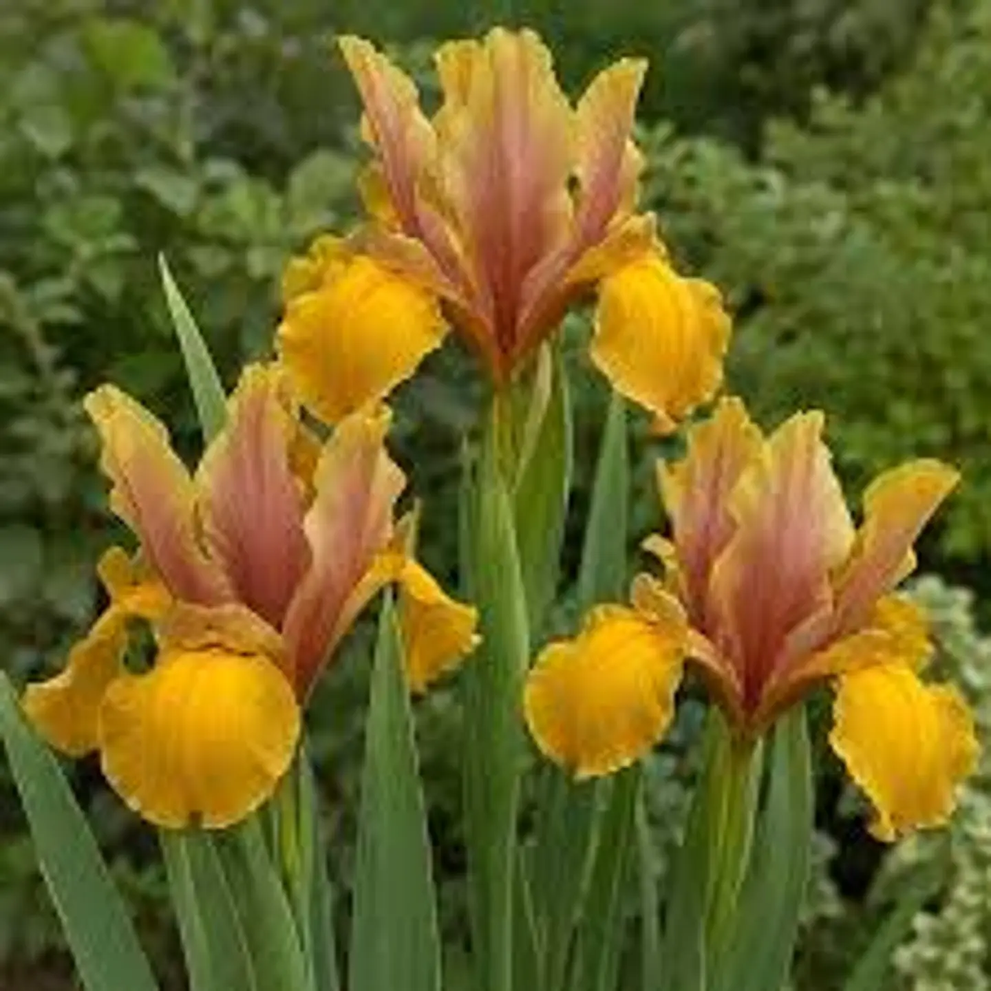Iris Hollandica Bronze Rivera 1
