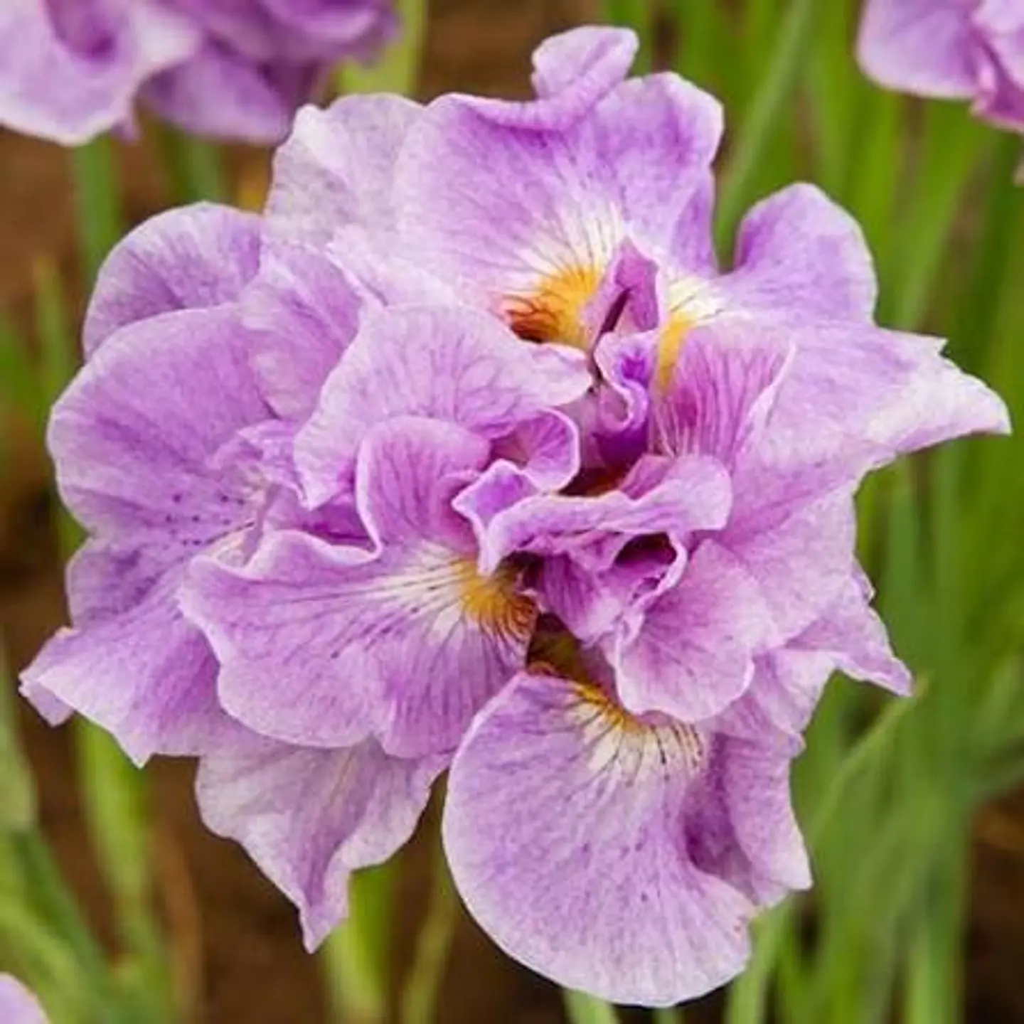 Iris Sibirica Pink Parfait  1