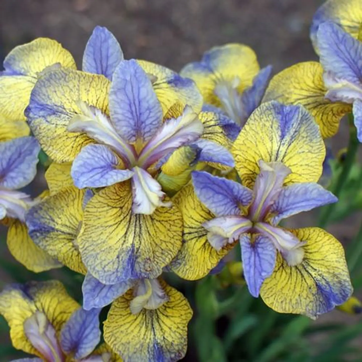 Iris Sibirica Tipped in Blue 1