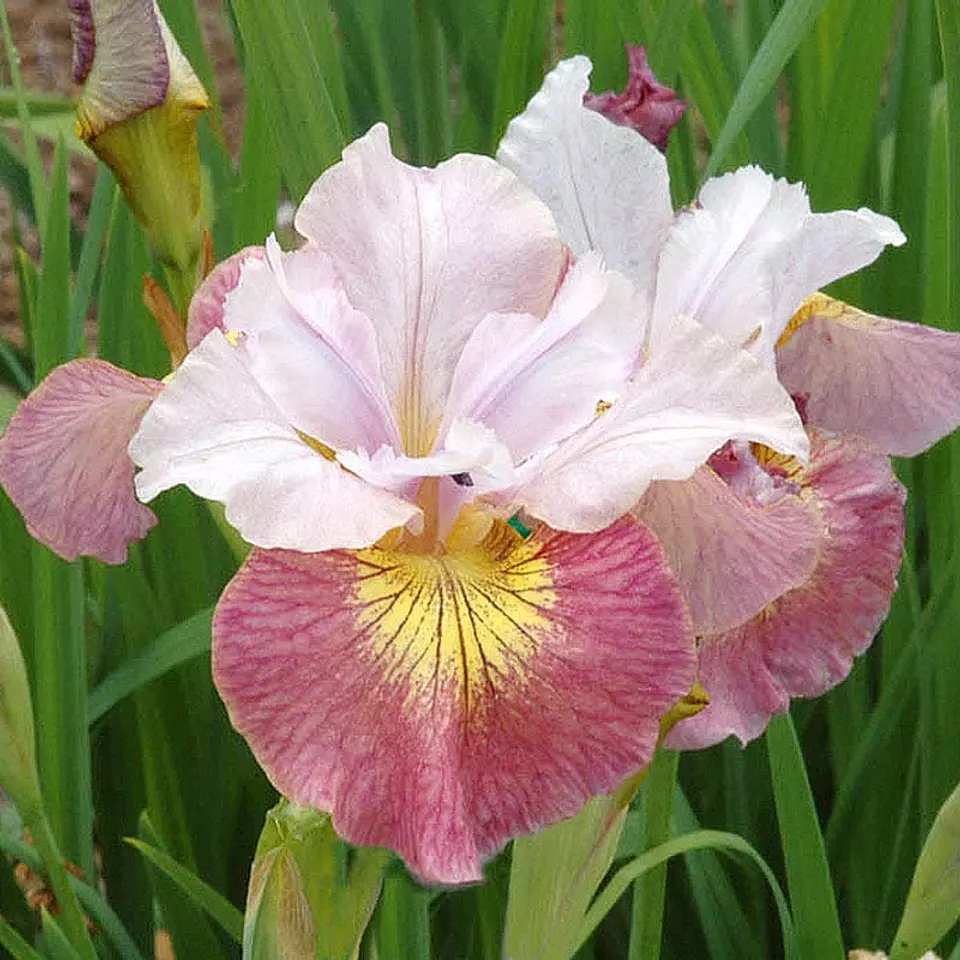 Iris Sibirica Sugar Rush 1
