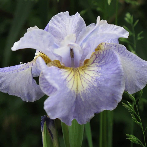 Iris Sibirica Reel Cute