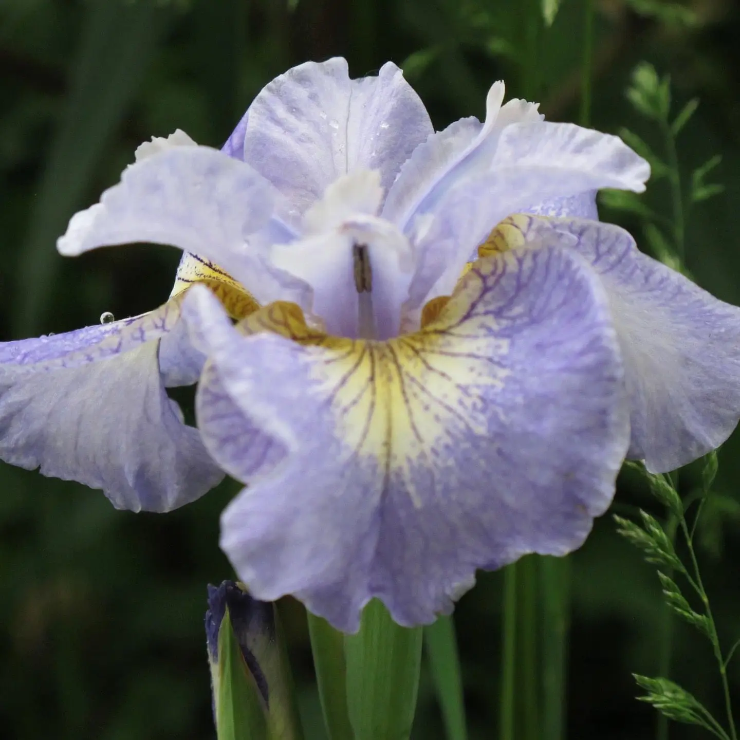 Iris Sibirica Reel Cute 1