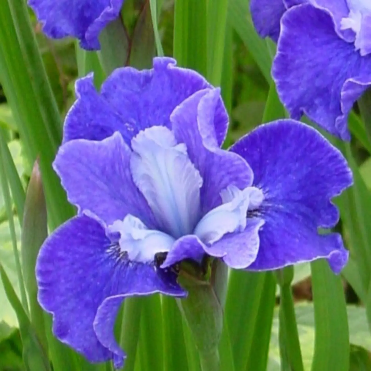 Iris Sibirica Regency Belle 1
