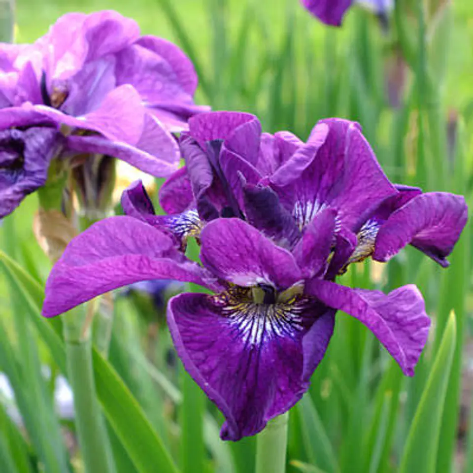 Iris Sibirica Tumble Bug 1