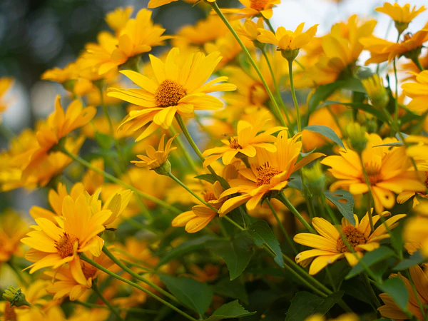 Plantas de sol: cuáles elegir para un jardín soleado y resistente