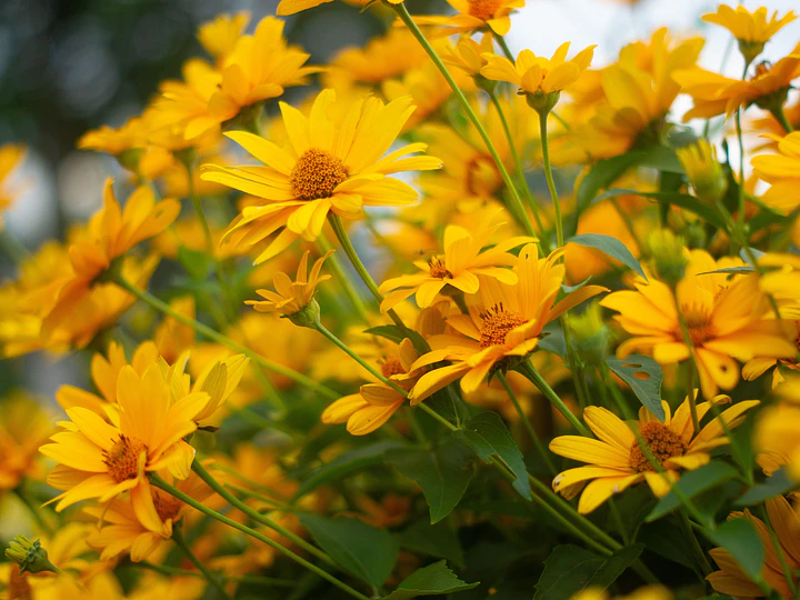 Plantas de sol: cuáles elegir para un jardín soleado y resistente