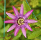 Pasiflora - Miniatura 1