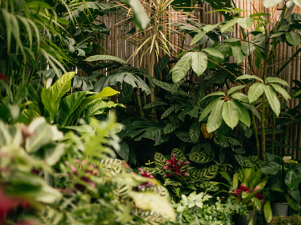 Plantas de sombra y semisombra: cuáles elegir según la luz de tu jardín
