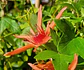 Pasiflora - Miniatura 7