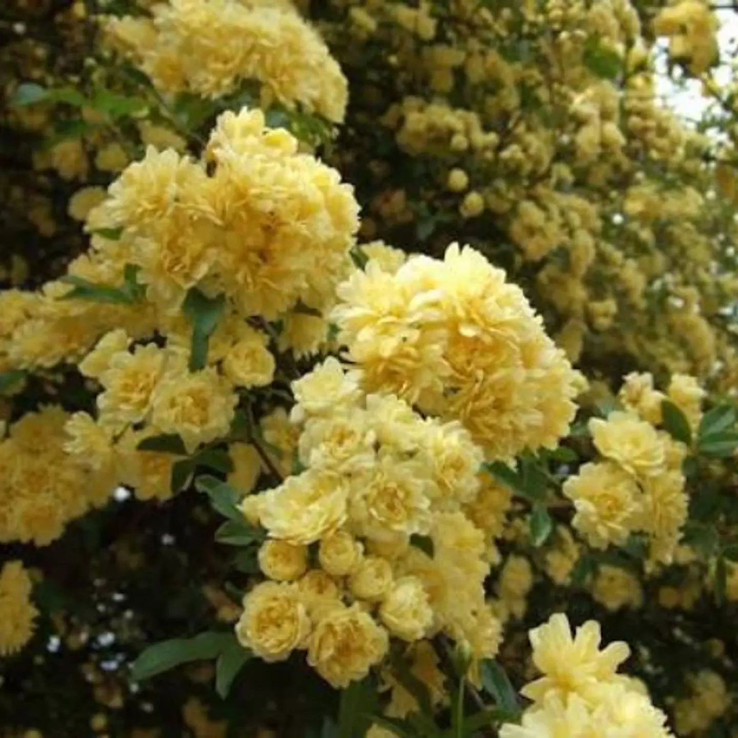 Rosa Banksiae Amarilla 1