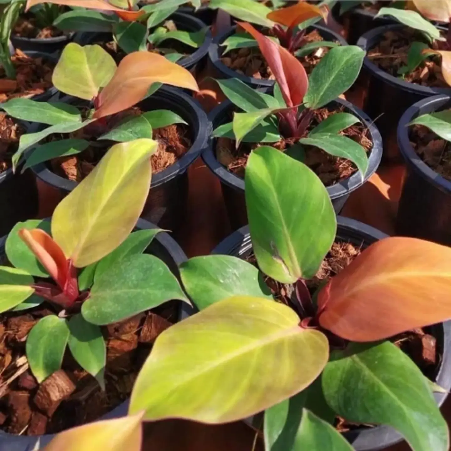 Philodendron Cherry Red 1