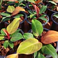 Philodendron Cherry Red - Miniatura 1