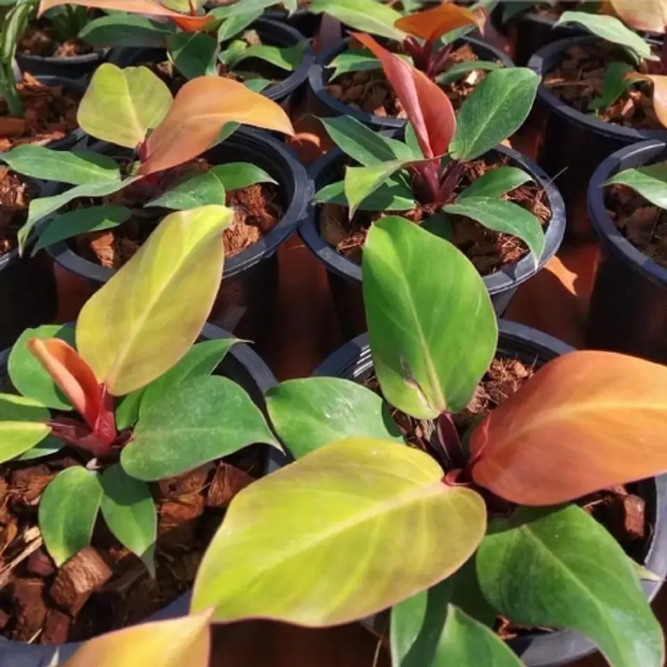 Philodendron Cherry Red 1
