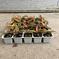 Philodendron Cherry Red - Miniatura 2