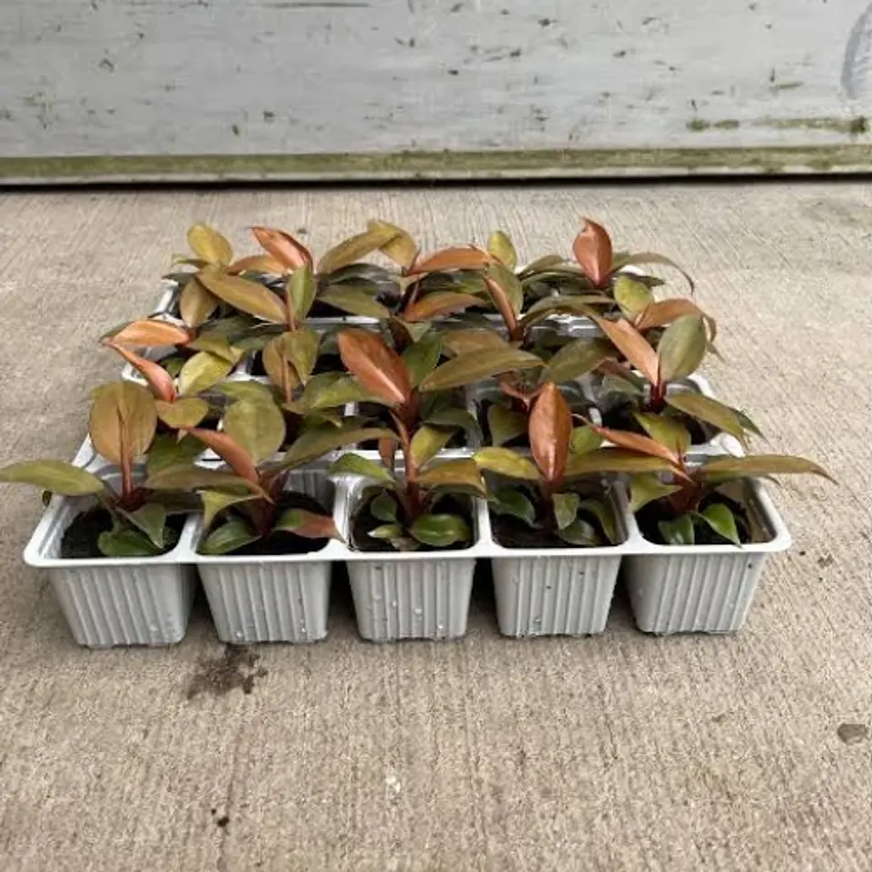 Philodendron Cherry Red 2