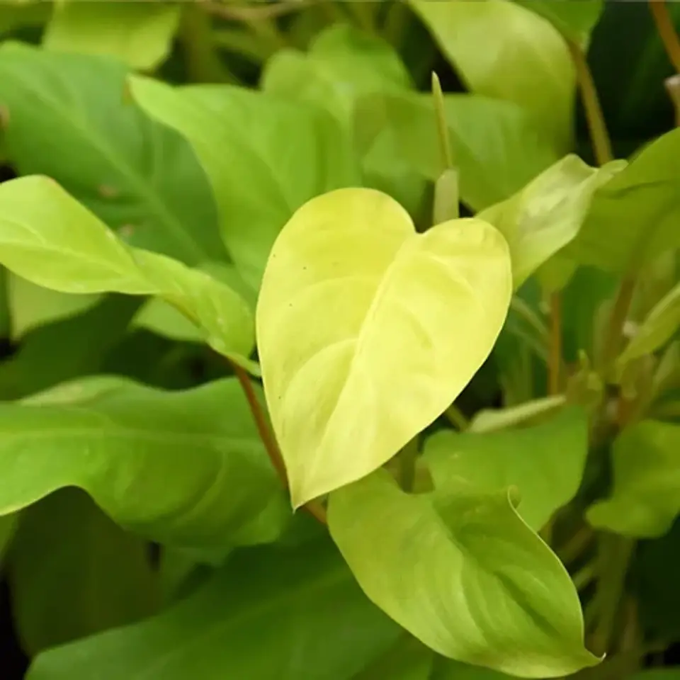 Philodendron Cordatum Lemon Lime 1