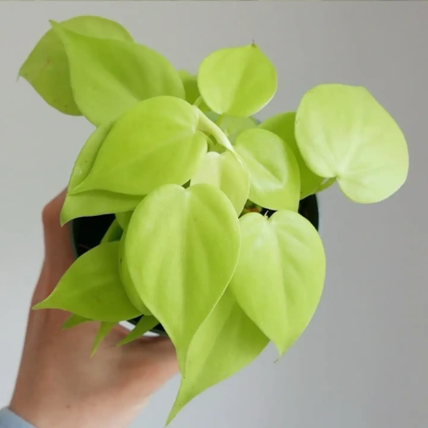 Philodendron Cordatum Lemon Lime 2