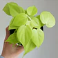 Philodendron Cordatum Lemon Lime - Miniatura 2