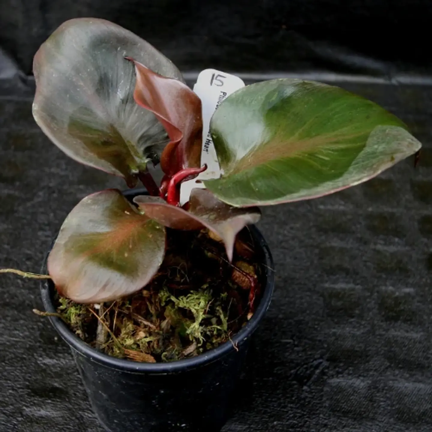 Philodendron Red Heart 1