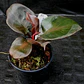 Philodendron Red Heart - Miniatura 1