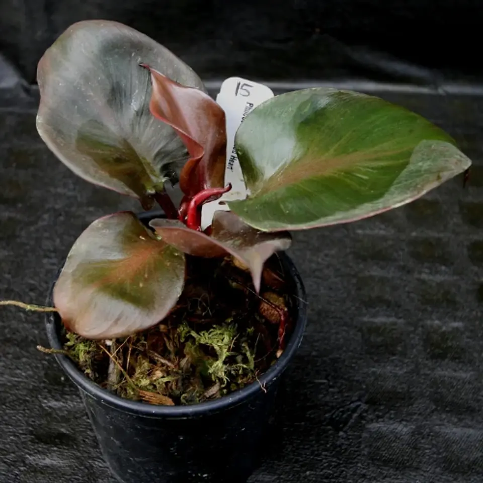 Philodendron Red Heart 1