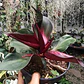 Philodendron Red Heart - Miniatura 2