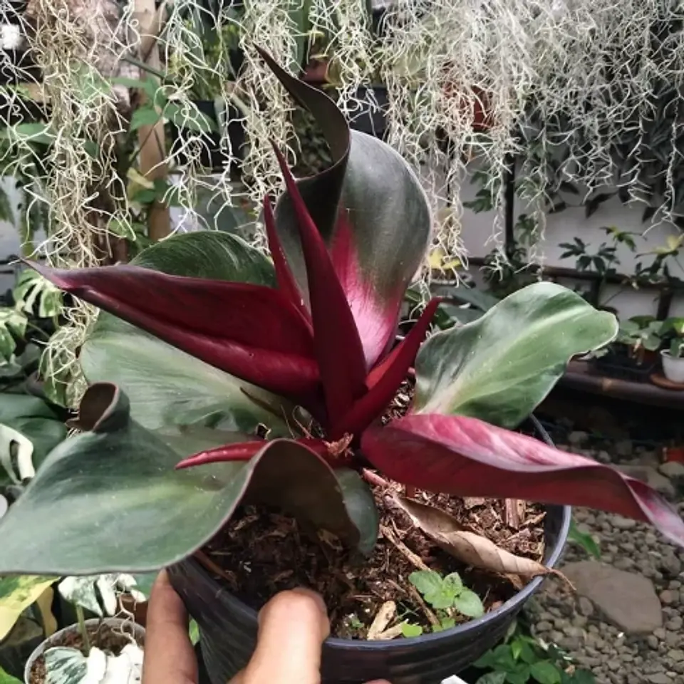 Philodendron Red Heart 2
