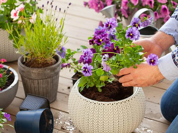 Plantas para maceteros de exterior: cuáles elegir según sol, sombra y tamaño