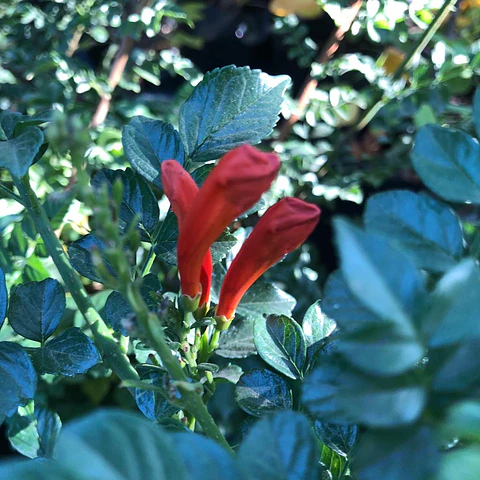 Bignonia Naranja