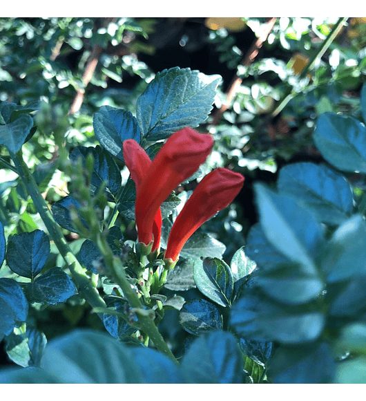 Bignonia Naranja