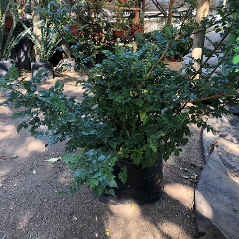 Bignonia Naranja