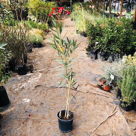 Laurel de flor roja