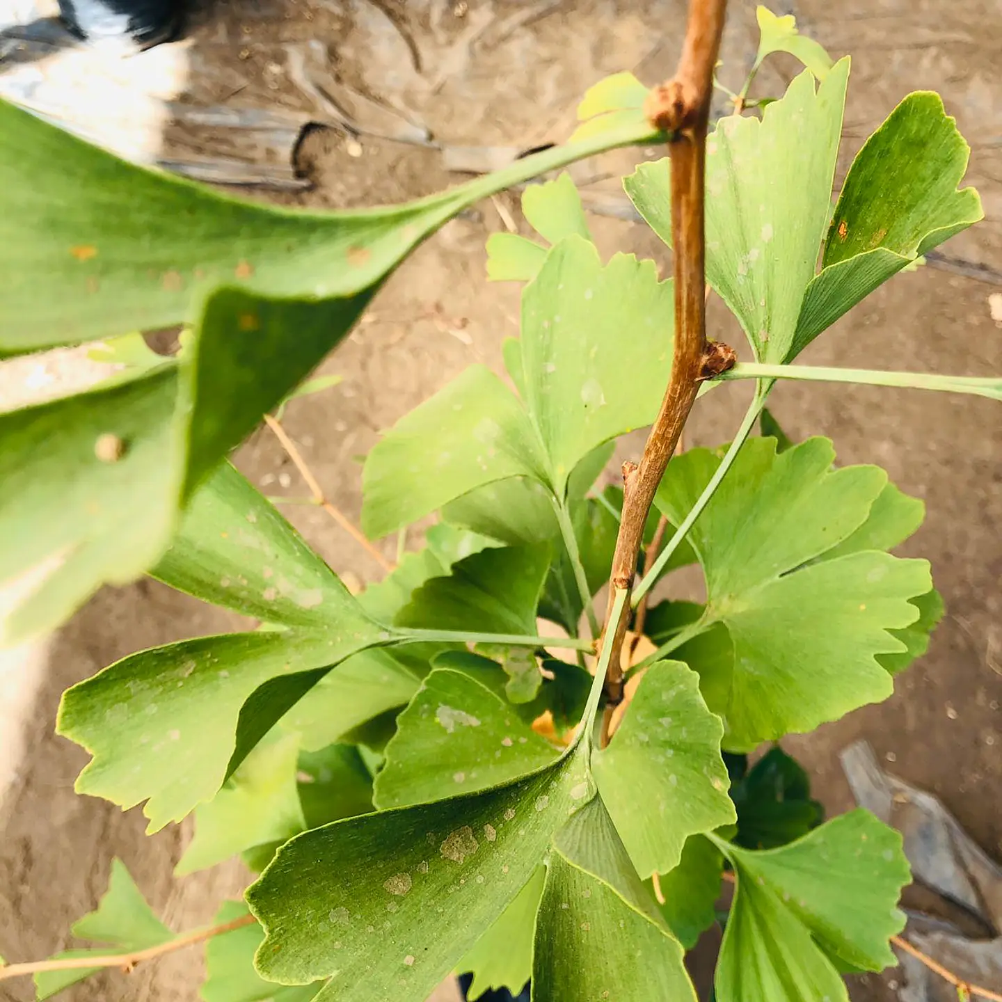 Ginkgo biloba 3