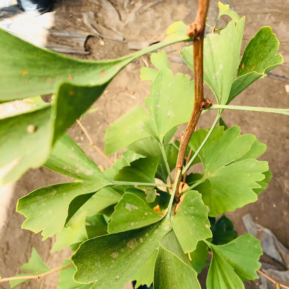 Ginkgo biloba 3