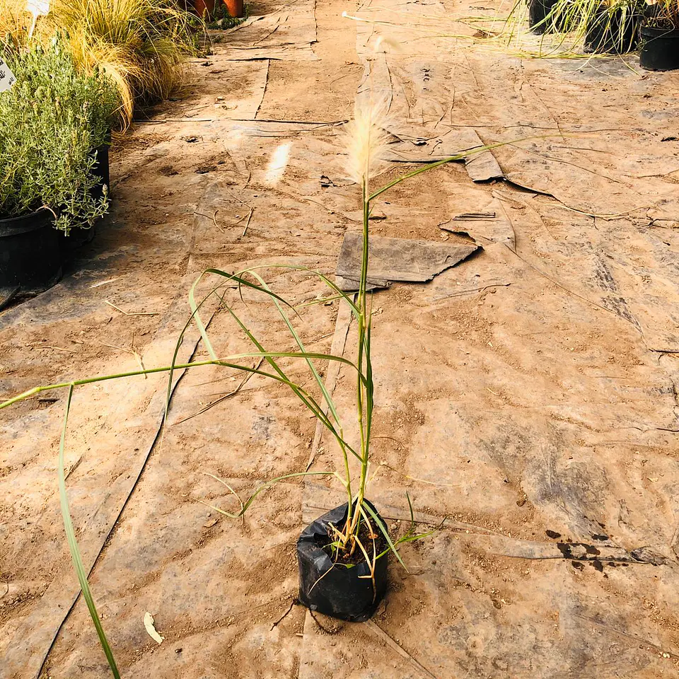 Pennisetum villosum 3