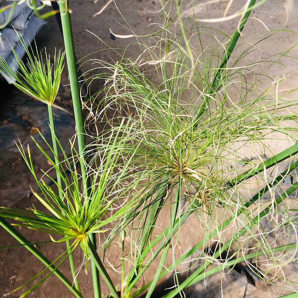 Papiro egipcio 3