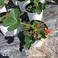 Frutilla Monterrey - Miniatura 2