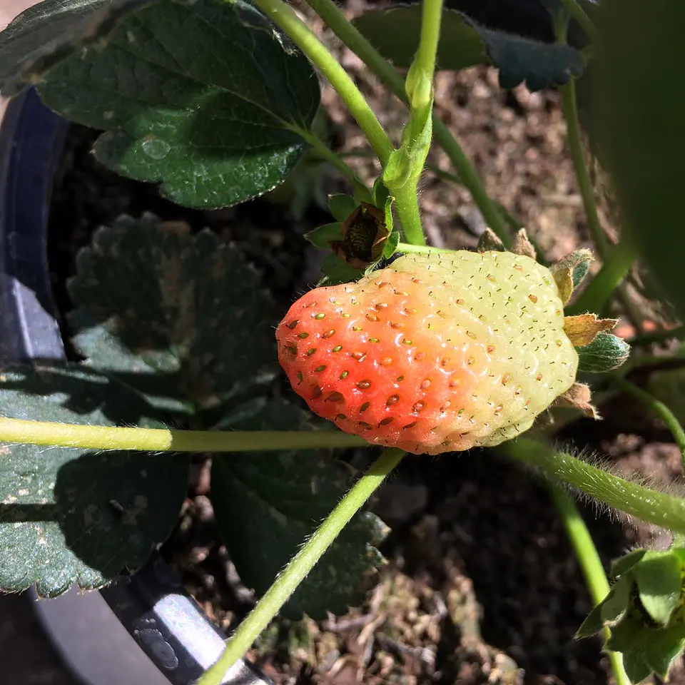 Frutilla Monterrey 3