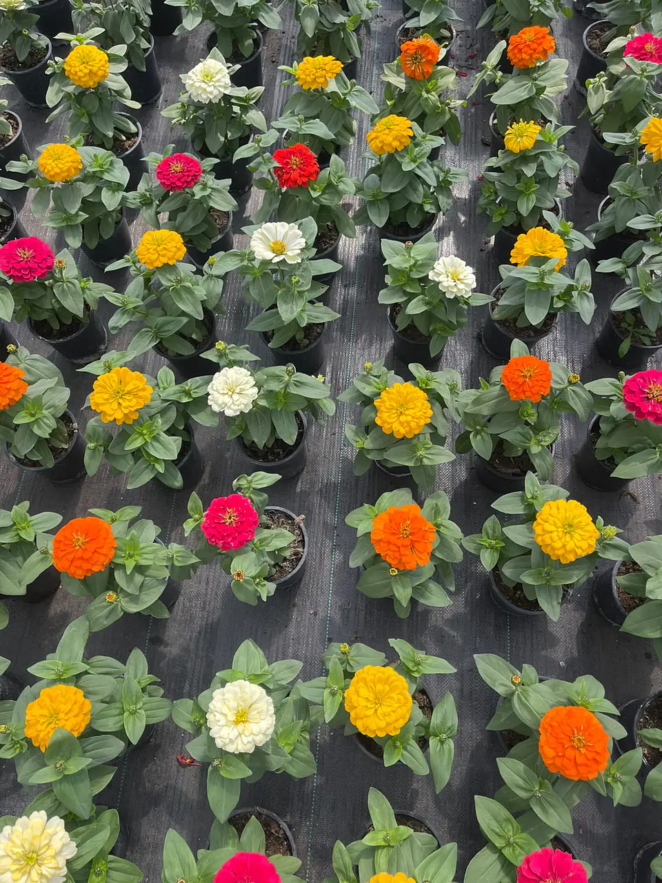 Zinnia Zinnita 6