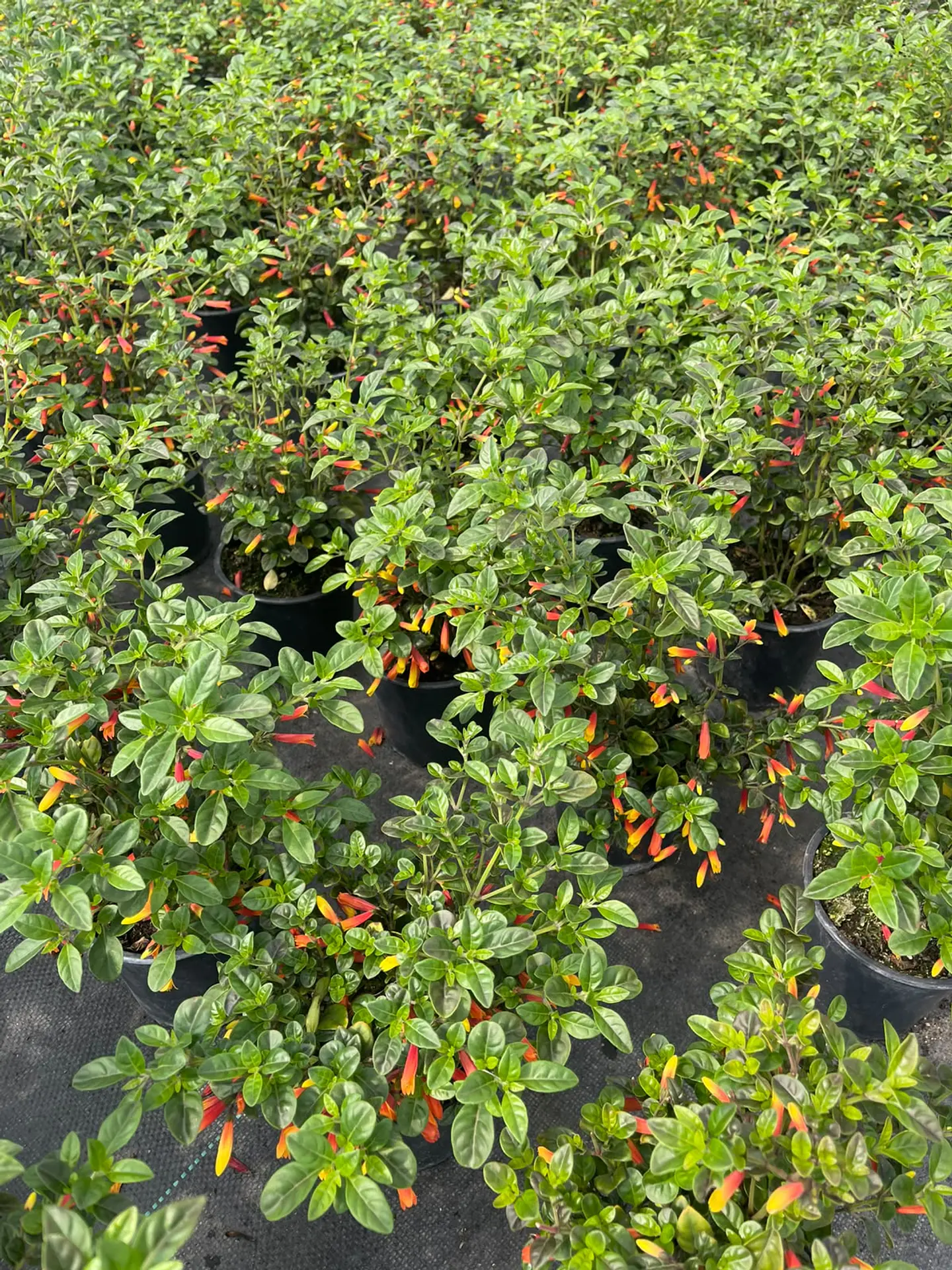 Banderitas 3