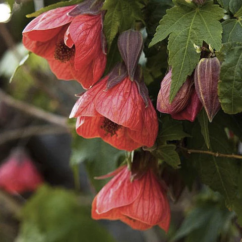 Abutilón