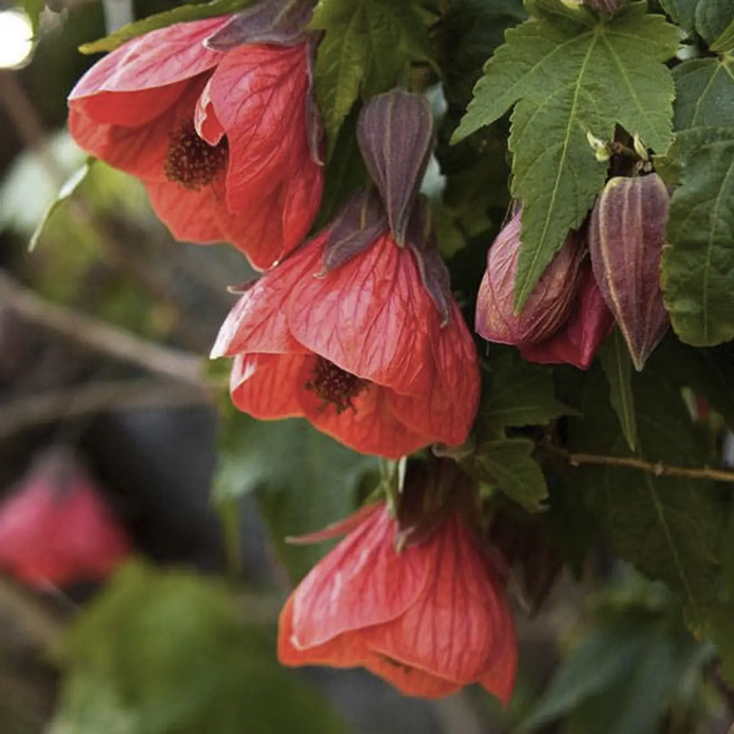 Abutilón 1
