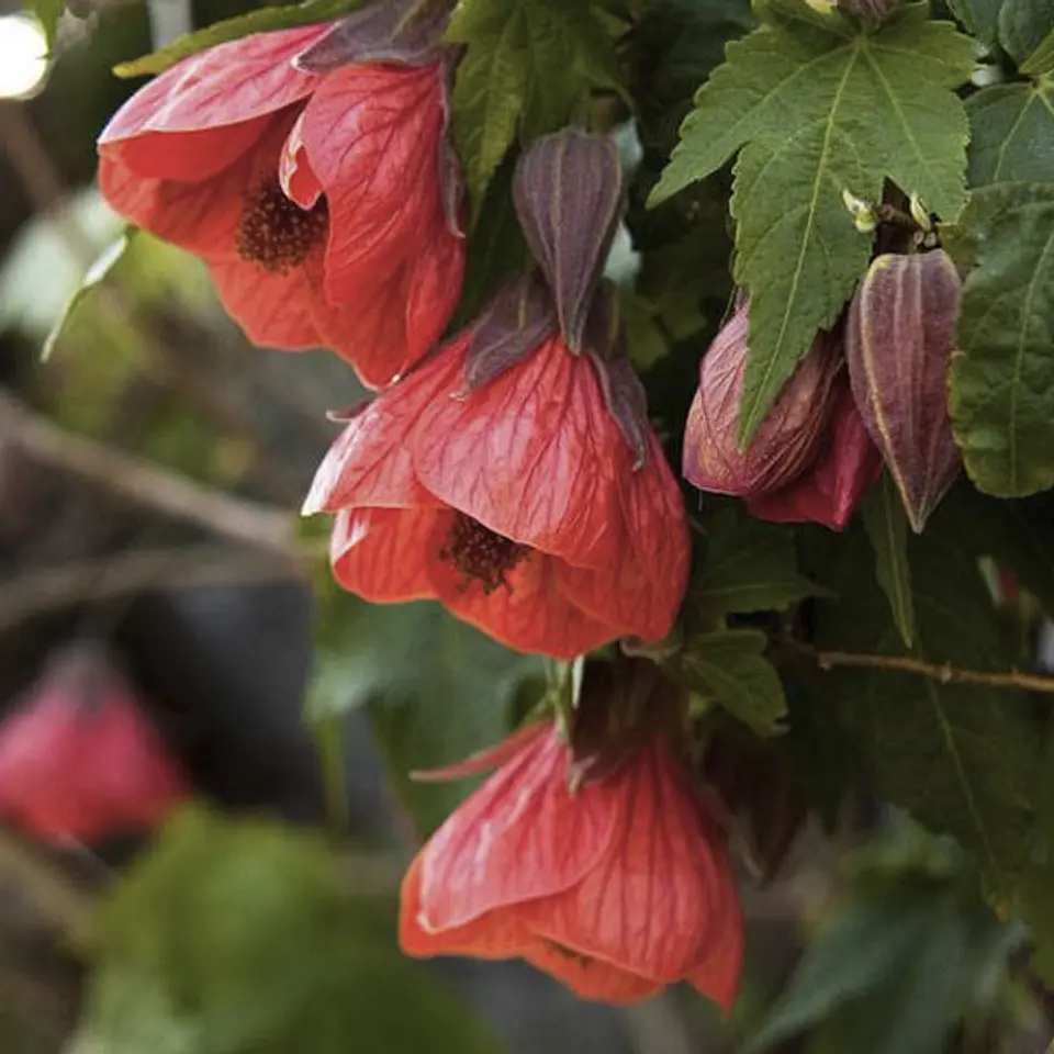 Abutilón 1