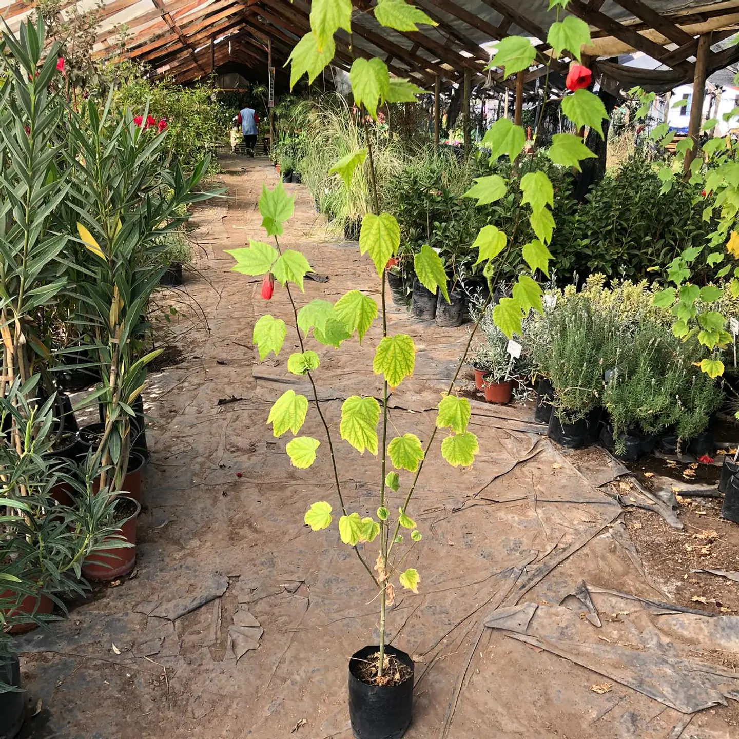 Abutilón 3