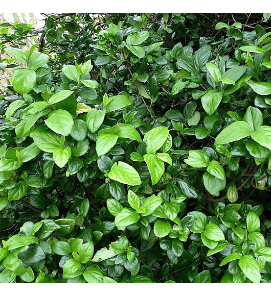 Viburnum mascantha